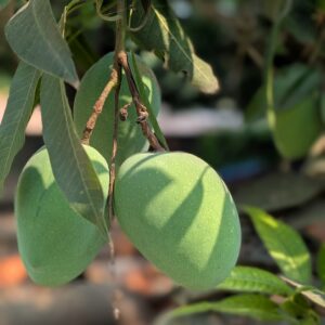 “Fresh mango”