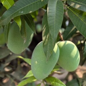 Gopalbhog Mango | গোপালভোগ আম-(10Kg)