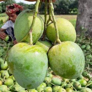 Gopalbhog Mango | গোপালভোগ আম-(3 Kg)